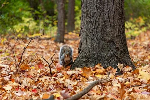 Eastern gray squirrel standing by tree trunk on autumn leaves Stock Photos