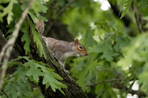 Eastern Gray Squirrel on Tree Branch in Summer Forest Stock Photos