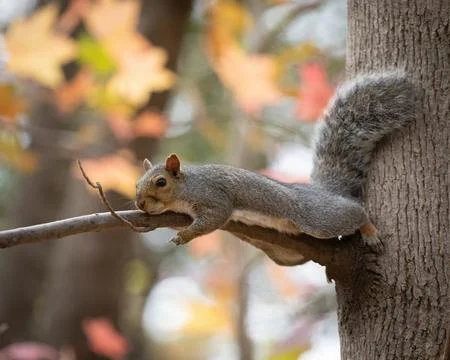 Eastern gray squirrel in tree during autumn Stock Photos