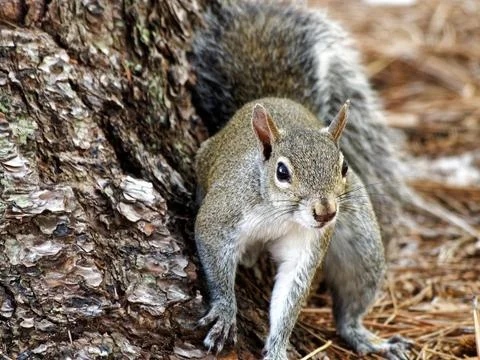 Eastern Gray Squirrel By Tree Stock Photos