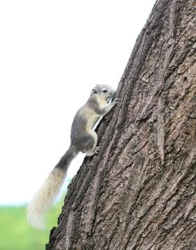 Eastern gray squirrel on a tree. Foto stock