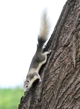 Eastern gray squirrel on a tree. Foto stock