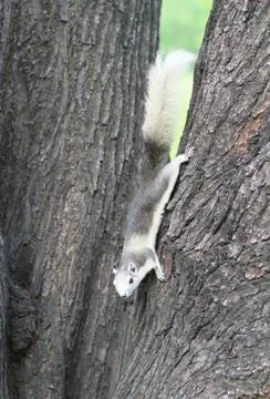 Eastern gray squirrel on a tree. Stock-Fotos