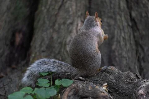 Eastern gray squirrel on tree trunk in Central Park Stock Photos