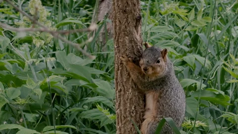 Eastern gray squirrel on tree while searching for food in a natural park Stock Footage 338012665