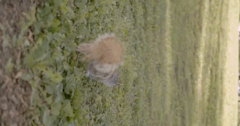 Eastern gray squirrel walking away Stock Footage 114594120