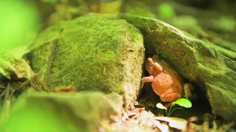 Eastern gray treefrog tree frog macro closeup hyla versicolor in mountain forest Stock Footage 316502977