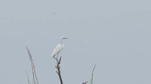 Eastern Great Egret bird perching on tree in wetland. Video stock 331997419