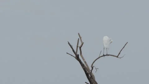 Eastern Great Egret bird perching on tree in wetland. Video stock 331997504