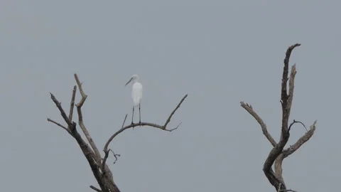 Eastern Great Egret bird perching on tree in wetland. 스톡 동영상 331997505