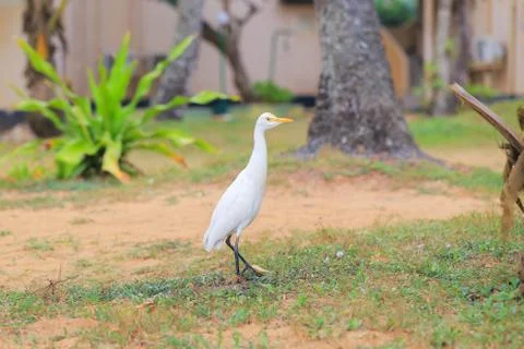 Eastern Great Egret Stock Photos