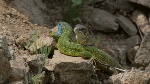 Eastern green lizard 13 15.5 Lacerta viridis pair in courtship Video stock 120214066