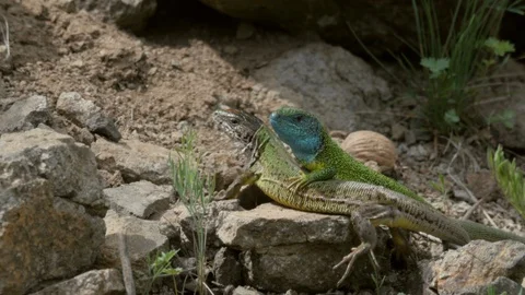 Eastern green lizard 3 15.5 Lacerta viridis pair basking in dappled light Stock Footage 120214019
