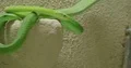Eastern green mamba close up on inside projection of a wall 4k or 4k+ Resolution
