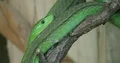 Eastern green mamba close up resting on tree branch 4k or 4k+ Resolution