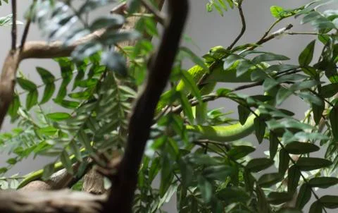 Eastern Green Mamba Stock Photos
