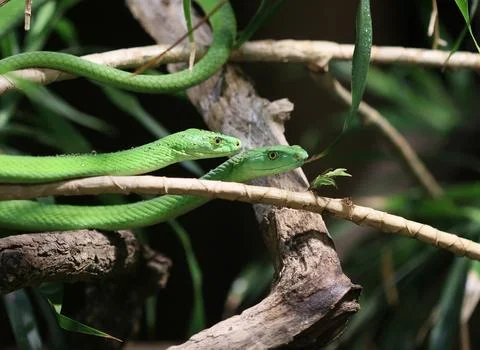 Eastern green mamba Stock-Fotos
