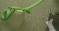 Eastern green mambas moving close up on inside projection of a wall 4k or 4k+ Resolution