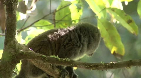 Eastern grey bamboo lemur looking around in tree 9 Stock Footage 55659506