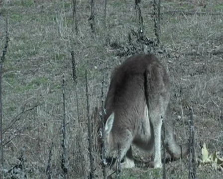 Eastern Grey Kangaroo- Australia Stock Footage 8599160