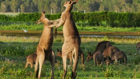 Eastern Grey Kangaroo boxing, slow-motion,  1/2 sequence Stock Footage 184909942