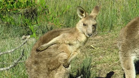 Eastern Grey Kangaroo on Emerald Beach Stock Footage