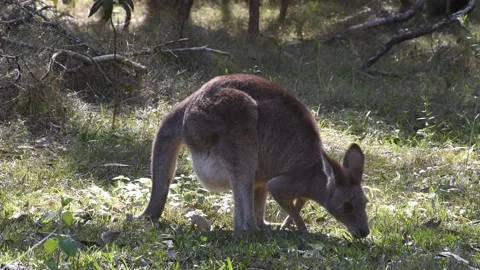 Eastern grey kangaroo grazing in an opening in a forest. Stock Footage 204951626