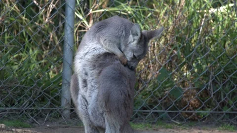 Eastern Grey Kangaroo Grooming and Scratching Fur Outdoors Stock Footage 340247536