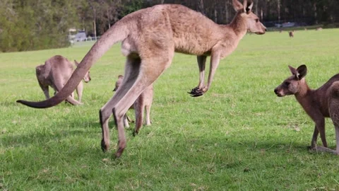 Eastern grey kangaroo hopping across lush green australian meadow at golden.. Stock Footage 333885325
