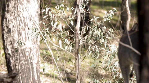 Eastern Grey Kangaroo Hopping and Standing in Australian Bushland Stock Footage 341473423