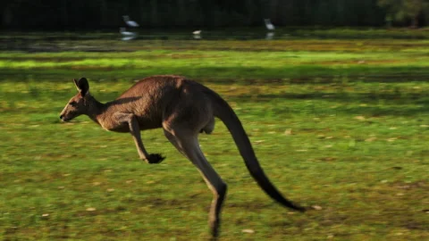 Eastern Grey Kangaroo hopping   Stock Footage 140032299