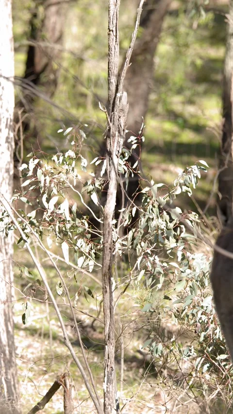 Eastern Grey Kangaroo Hopping Through Australian Bushland Stock Footage 341322813