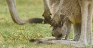 Eastern Grey Kangaroo Joey Marsupial Wildlife Native To Australia Stock Footage