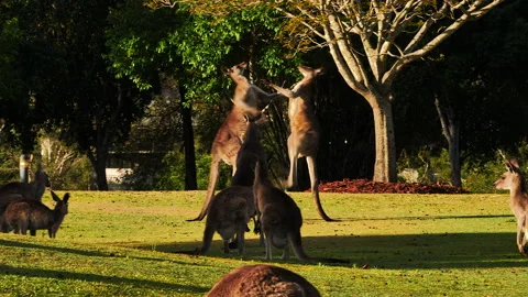 Eastern Grey Kangaroo, males boxing Stock Footage 141480087