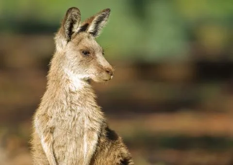 Eastern grey kangaroo Stock Photos