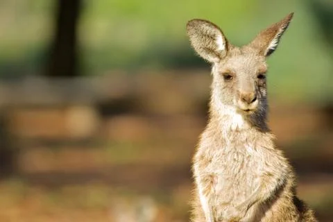 Eastern grey kangaroo Stock Photos
