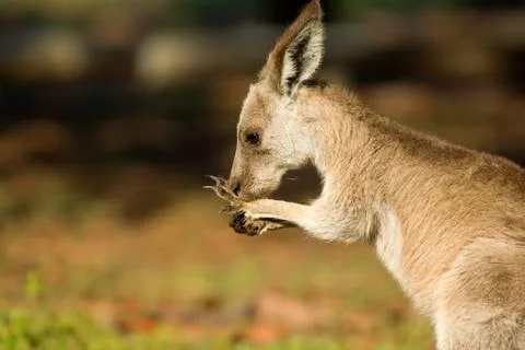 Eastern grey kangaroo Stock Photos