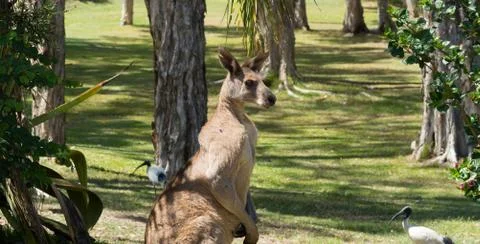 Eastern Grey Kangaroo Stock Photos
