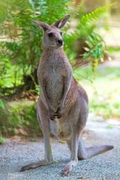 Eastern Grey Kangaroo Stock Photos