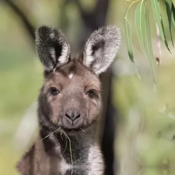Eastern Grey Kangaroo 库存照片