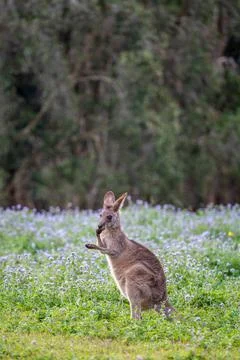 Eastern grey kangaroo Stock Photos