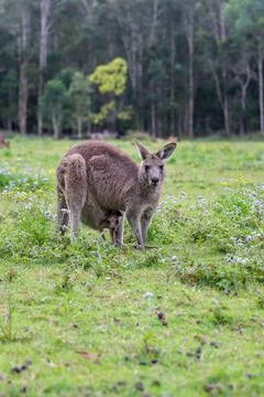 Eastern grey kangaroo Stock Photos