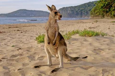 Eastern grey kangaroo Foto stock