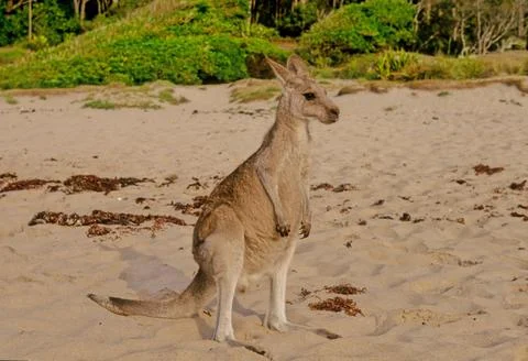 Eastern grey kangaroo Stock Photos