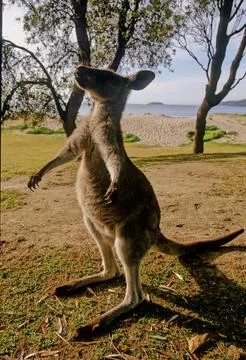 Eastern grey kangaroo Stock Photos