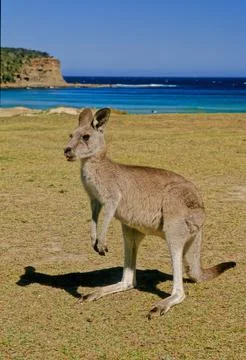 Eastern grey kangaroo Stock Photos