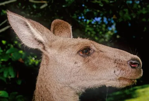 Eastern grey kangaroo Foto stock