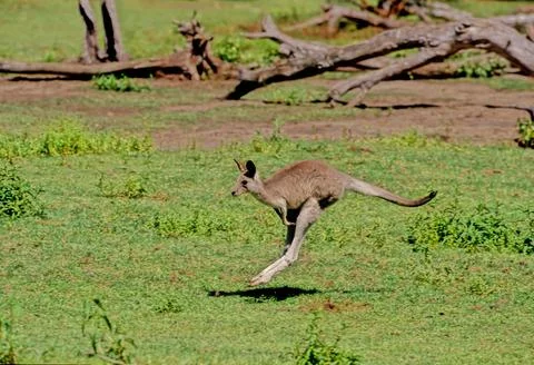 Eastern grey kangaroo Stock Photos