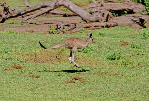 Eastern grey kangaroo Stock Photos