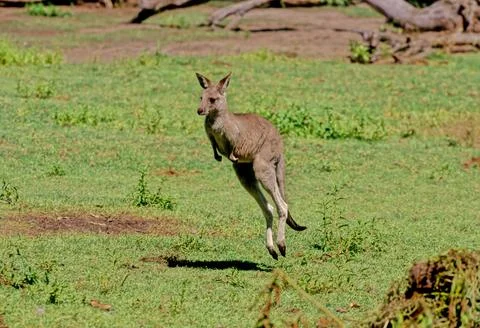Eastern grey kangaroo Stock Photos